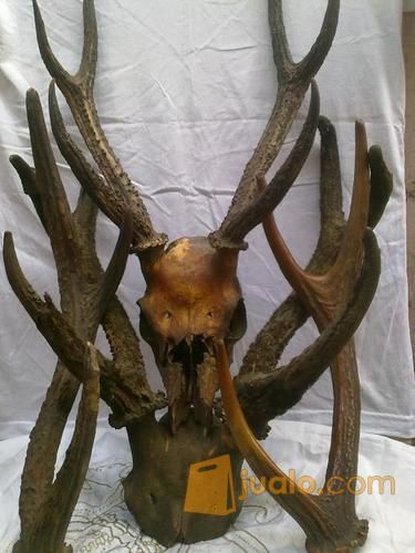 Tanduk Rusa 6 Cabang Asli Bukan Fiber