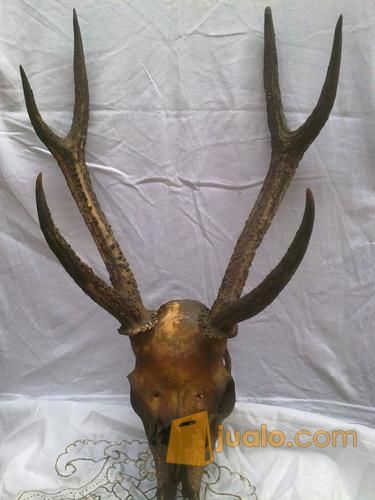 Tanduk Rusa 6 Cabang Asli Bukan Fiber
