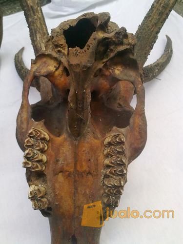 Tanduk Rusa 6 Cabang Asli Bukan Fiber