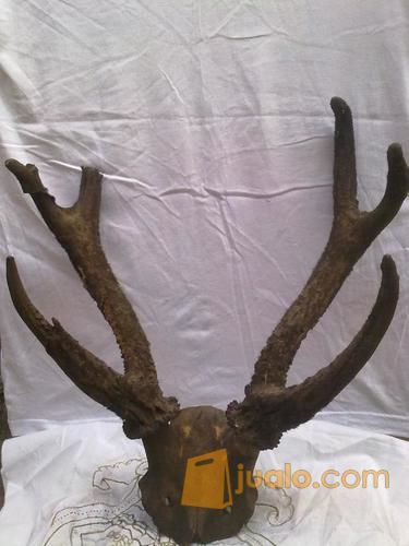 Tanduk Rusa 6 Cabang Asli Bukan Fiber