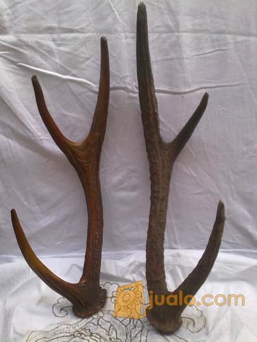 Tanduk Rusa 6 Cabang Asli Bukan Fiber