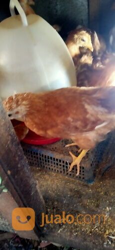 Ayam petelur merah usia 8 Minggu