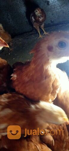 Ayam petelur merah usia 8 Minggu