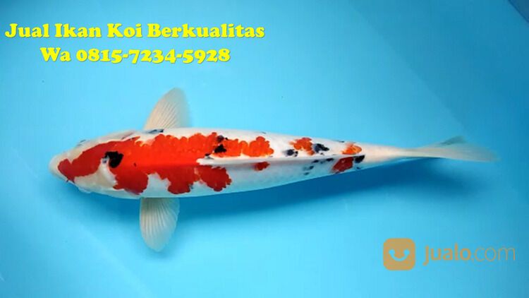 Peternak Ikan Koi Terkenal di Gresik 081572345922