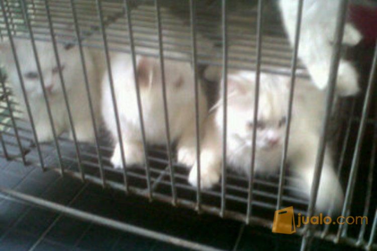 2 kucing Anggora putih lucu + kandang ukuran besar dan kandang kecil lipat