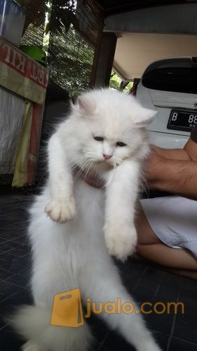 2 kucing Anggora putih lucu + kandang ukuran besar dan kandang kecil lipat