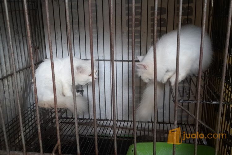 2 kucing Anggora putih lucu + kandang ukuran besar dan kandang kecil lipat