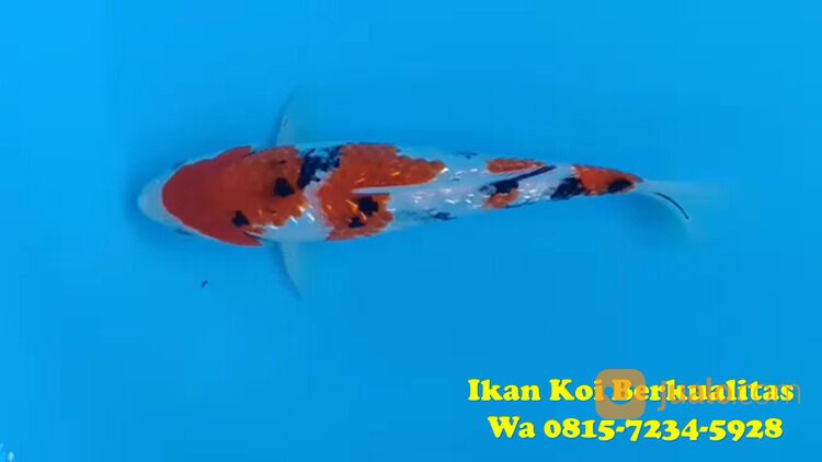 Peternak Ikan Koi Terkenal di Trenggalek 085871190697