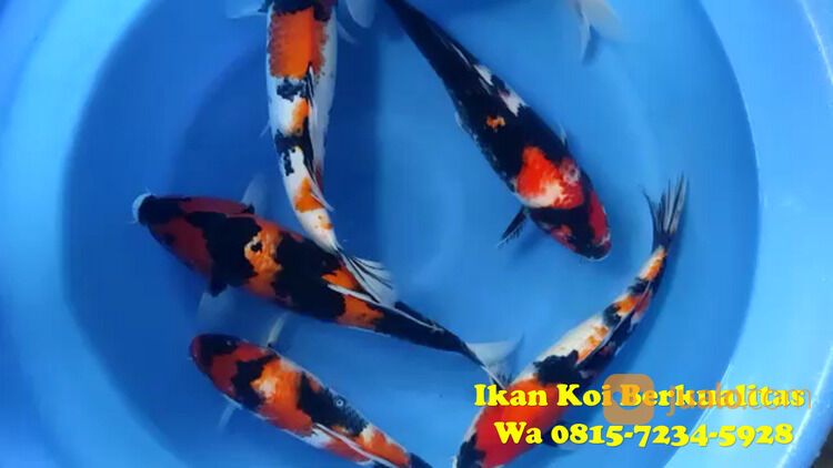 Peternak Ikan Koi Terkenal di Trenggalek 085871190697