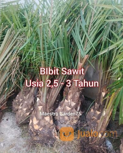 Bibit Sawit Usia 2,5 Tahun Ke atas