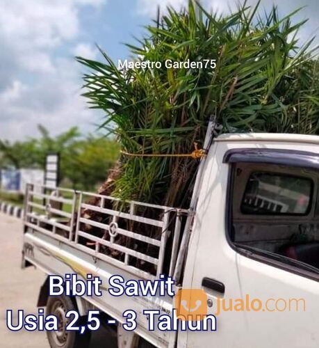 Bibit Sawit Usia 2,5 Tahun Ke atas