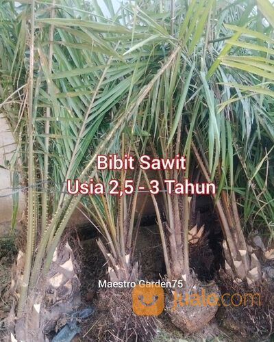 Bibit Sawit Usia 2,5 Tahun Ke atas