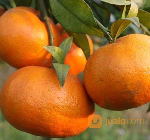 Jeruk Santang Madu kualitas Unggul siap Tanam
