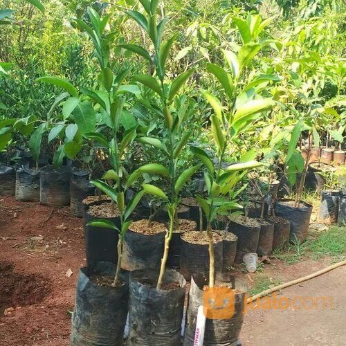 Jeruk Santang Madu kualitas Unggul siap Tanam