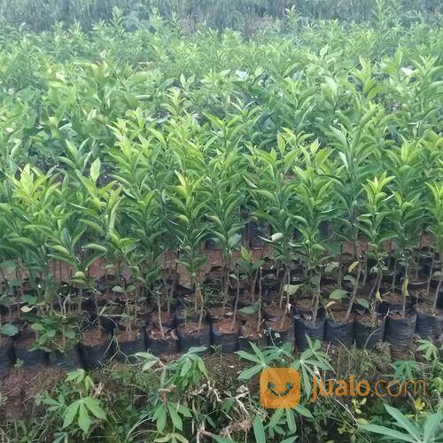 Jeruk Santang Madu kualitas Unggul siap Tanam