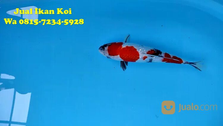 Peternak Ikan Koi Terkenal di Cimahi 085871190697