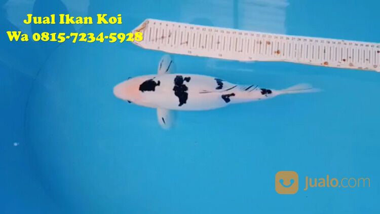 Peternak Ikan Koi Terkenal di Cimahi 085871190697