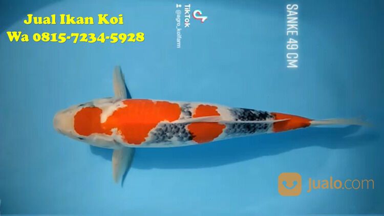 Peternak Ikan Koi Terkenal di Cimahi 085871190697