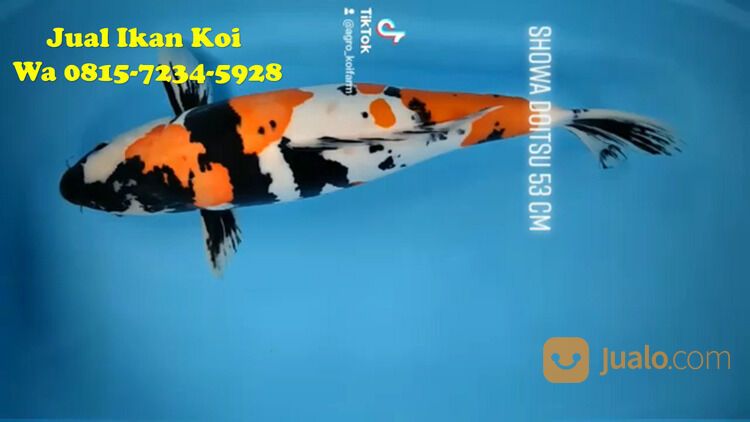 Peternak Ikan Koi Terkenal di Cimahi 085871190697