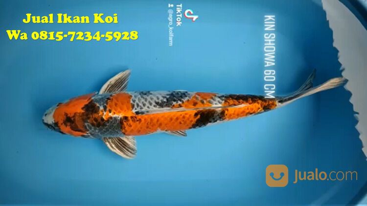 Peternak Ikan Koi Terkenal di Cimahi 085871190697