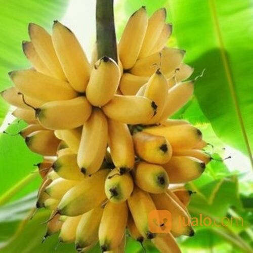 Pisang Mas Bonggol Unggul Siap Tanam