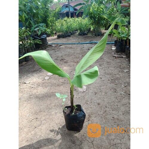 Pisang Mas Bonggol Unggul Siap Tanam