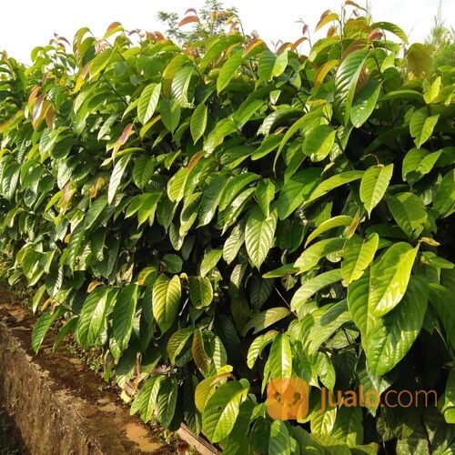 Bibit Tanaman Ulin Si Kayu Besi Pohon Langka Kayu Premium