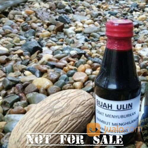 Bibit Tanaman Ulin Si Kayu Besi Pohon Langka Kayu Premium