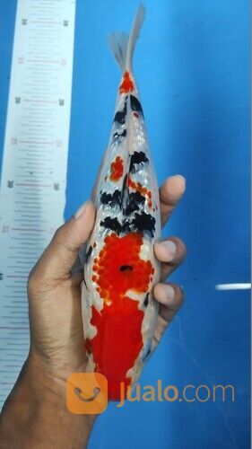 Rekomendasi Ikan Koi Terbesar di Jakarta 085335078356 Pasti Garansi