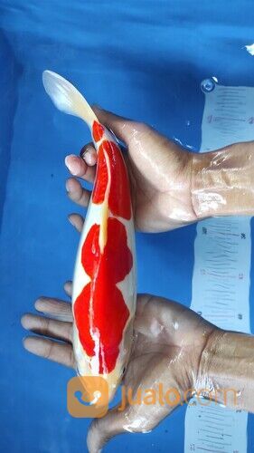 Rekomendasi Ikan Koi Terbesar di Jakarta 085335078356 Pasti Garansi