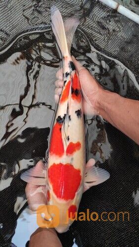 Rekomendasi Ikan Koi Terbesar di Jakarta 085335078356 Pasti Garansi