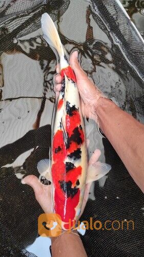 Rekomendasi Ikan Koi Terbesar di Jakarta 085335078356 Pasti Garansi