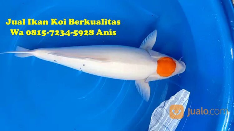 Peternak Ikan Koi Terkenal di Bangli 085871190697