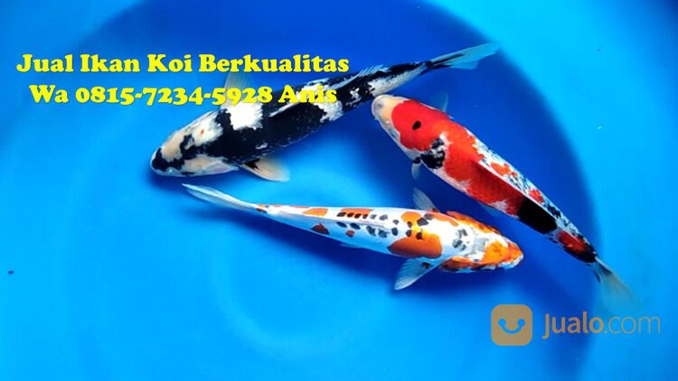 Peternak Ikan Koi Terkenal di Bangli 085871190697