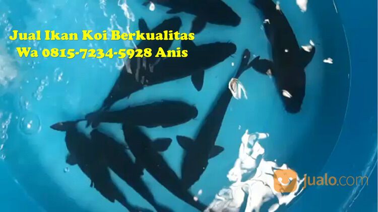 Peternak Ikan Koi Terkenal di Bangli 085871190697