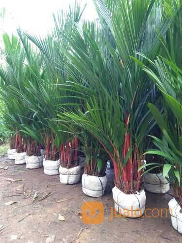 Bibit Tanaman Hias Palem Merah Ketinggian 2 Meter Siap Tanam
