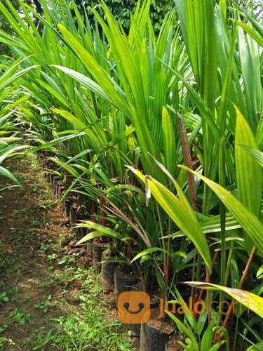 Bibit Tanaman Hias Palem Merah Ketinggian 2 Meter Siap Tanam