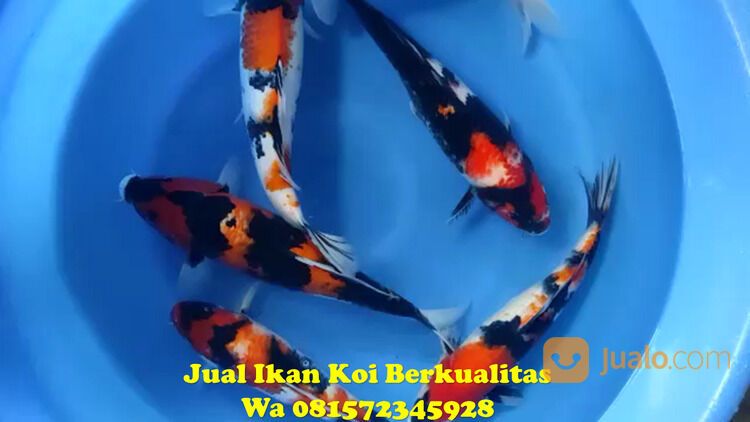 Agen Koi Terbesar di Pamekasan 085871190697