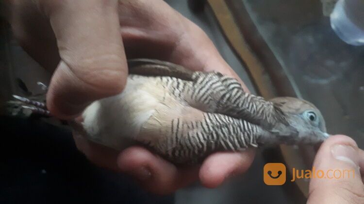 Burung Perkutut Kalung Kemben Pancuran Mas