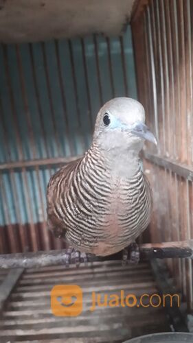 Burung Perkutut Kalung Kemben Pancuran Mas
