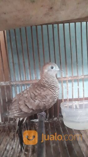Burung Perkutut Kalung Kemben Pancuran Mas