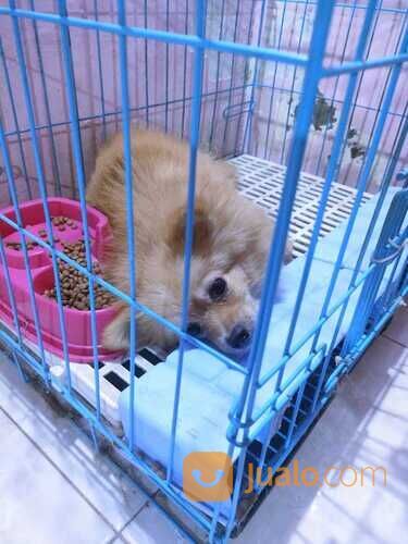Anjing Minipom Murah Betina indukan Surabaya,Anjing minipom surabaya murah