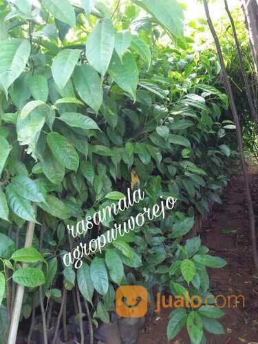 100-150cmBibit Tanaman Rasamal / aksamal / ulaso / adog - tanaman Kayu Keras