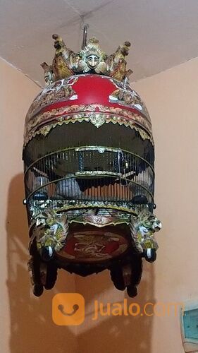 Perkutut Bangkok Boja Kendal Jawa Tengah