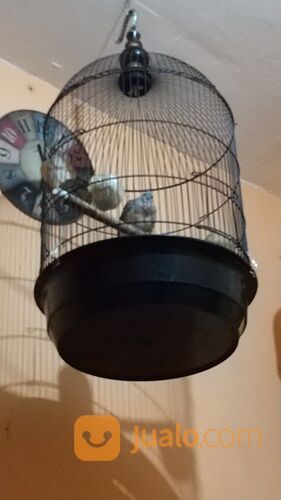 Perkutut Bangkok Boja Kendal Jawa Tengah