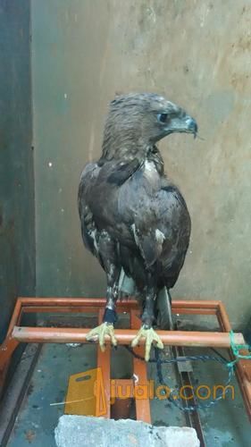 Lepas adopt elang CHE DM