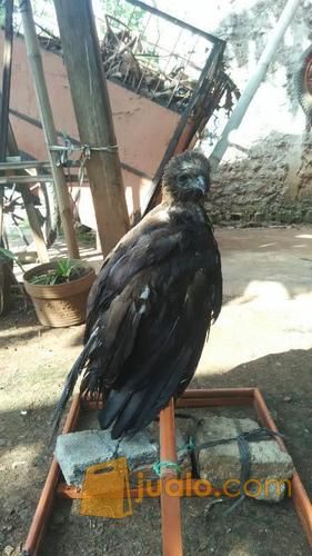 Lepas adopt elang CHE DM