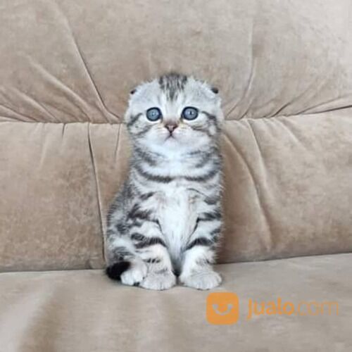 Kucing Scottish Fold