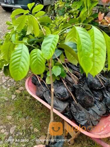 Bibit Tanaman Duku - Sambung Pucuk - Segera Berbuah