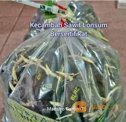Kecambah Sawit Lonsum Bersertifikat